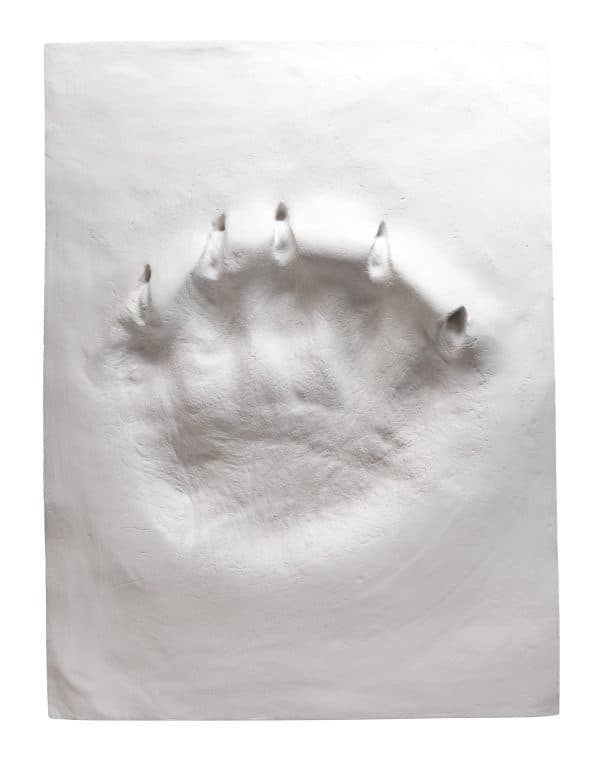 Ltd. Edition Polar Bear Paw Print in Plaster